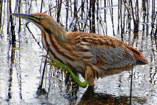 listen to American Bittern calls