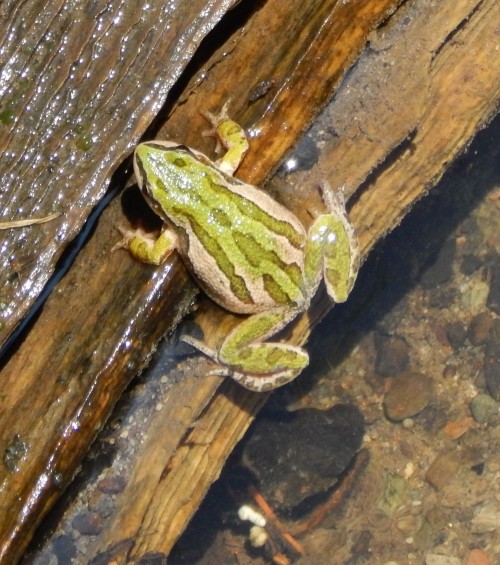 listen to Boreal Chorus Frog