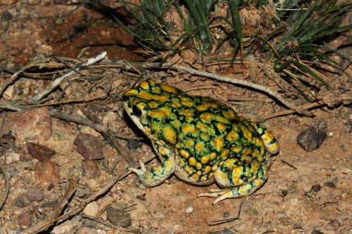 listen to Sonoran Green Toad