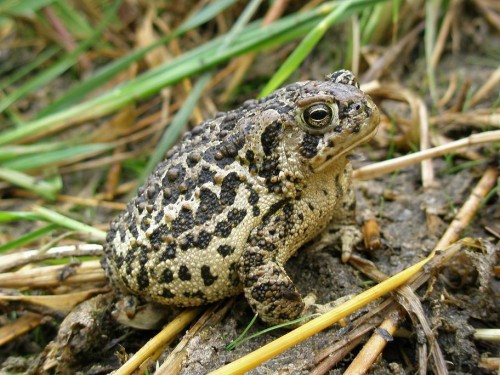 listen to Wyoming Toad