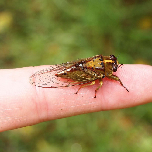 listen to Brood XIX cicadas 240602 6