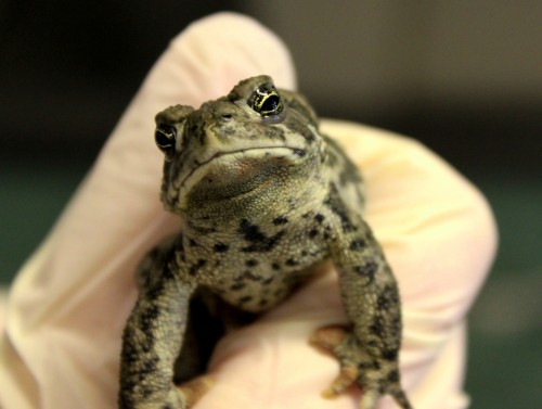 listen to Wyoming Toad