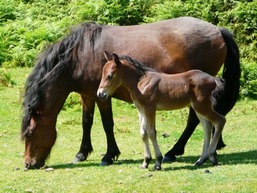 listen to A horse galloping around a microphone (ambisonic)