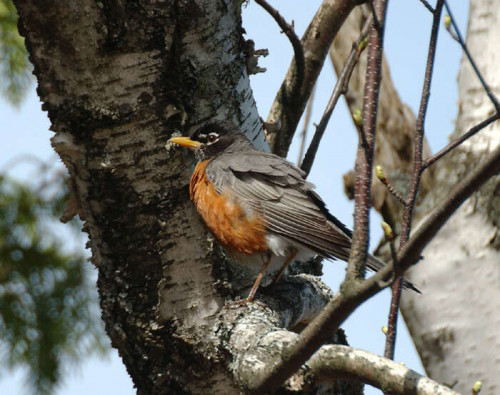 listen to American Robins (large group)