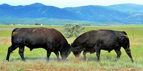 listen to Bulls sparring along Miller Gulch Road in Montana