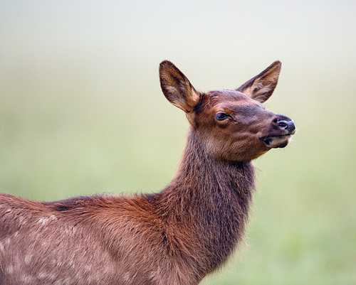 listen to Elk calf