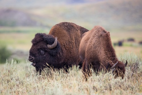 listen to Bison grunts, Yellowstone National Park