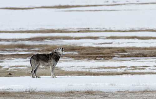 listen to Gray Wolf howling, Yellowstone National Park