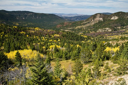 listen to Quiet birds at dawn in the Lewis and Clark National Forest