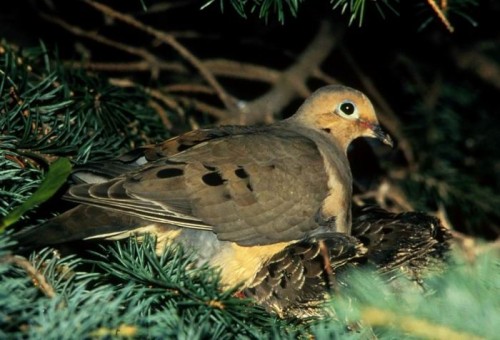 listen to Mourning Dove