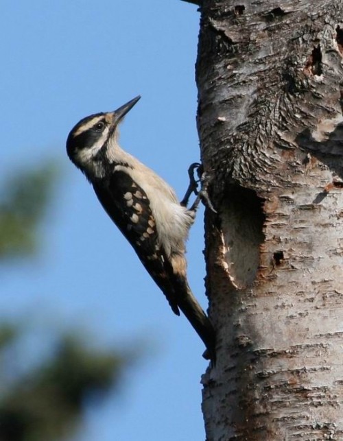 listen to Hairy Woodpecker