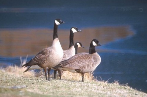 listen to Seedskadee National Wildlife Refuge (Wyoming) ambience