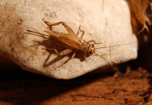 listen to Crickets at Mojave National Preserve