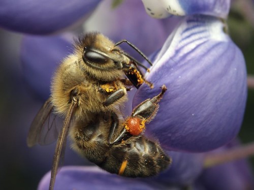 listen to Bees in meadow in Henry Mountains (Utah)