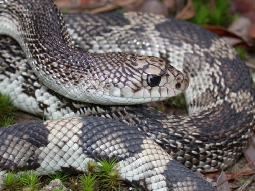 listen to Black Pinesnake