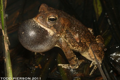 listen to Woodhouse's Toad and Canyon Treefrog