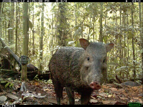 listen to Collared peccary nuzzles microphone