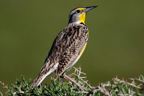 listen to Western Meadowlark