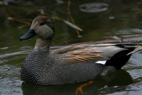 listen to Fish Springs National Wildlife Refuge (Utah) waterfowl