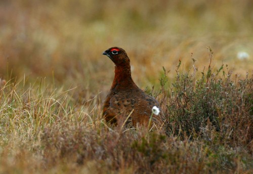 listen to Willow Grouse (Ptarmigan)