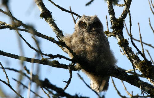 listen to Great Horned Owl juvenile honks and squalks (extended)