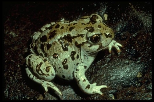 listen to Great Basin Spadefoot Toad (0001561)