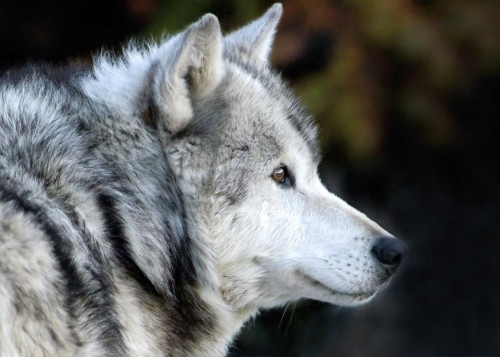 listen to Wolves, Yellowstone National Park, April 2005