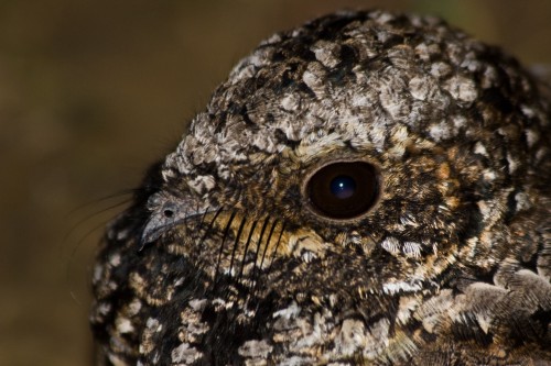 listen to Poorwill along the Owyhee Backcountry Byway in southern Idaho