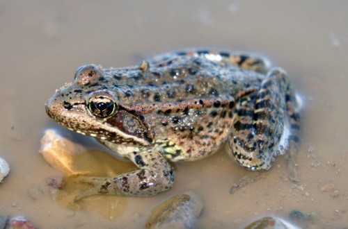 listen to California Red-legged Frog (night)
