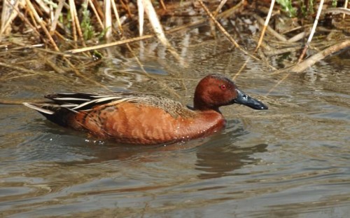 listen to Fish Springs National Wildlife Refuge (Utah) waterfowl and birdsong