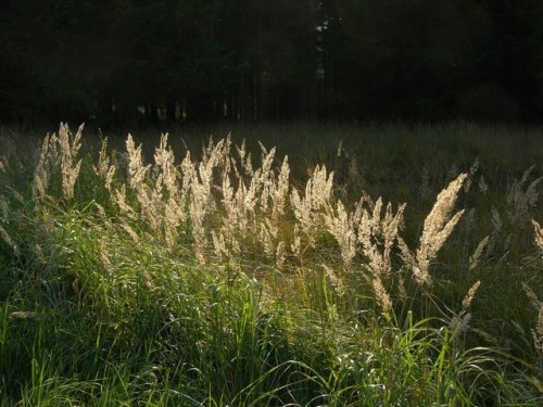 listen to Wind in dry grass