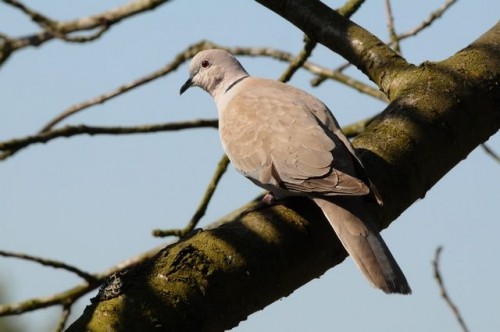 listen to Eurasian Collared Dove, House Finch, and American Robin (0001484)