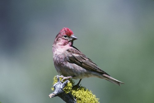 listen to Cassin's finch