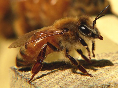 listen to Honey Bees, commercial beehive