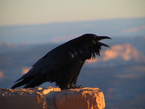 listen to Mesa Verde (Colorado) birdsong