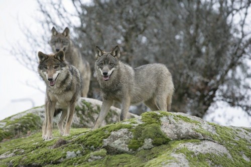 listen to Wolves, Yellowstone National Park, December 2007