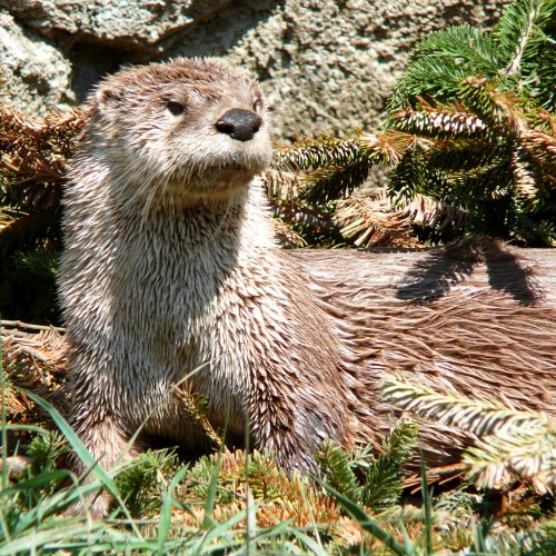 listen to River Otter captive animal (grunts and squeaks)
