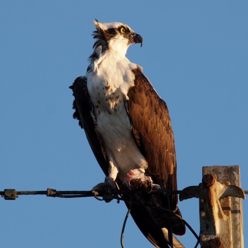 listen to Osprey at Wallowa-Whitman National Forest (Oregon)