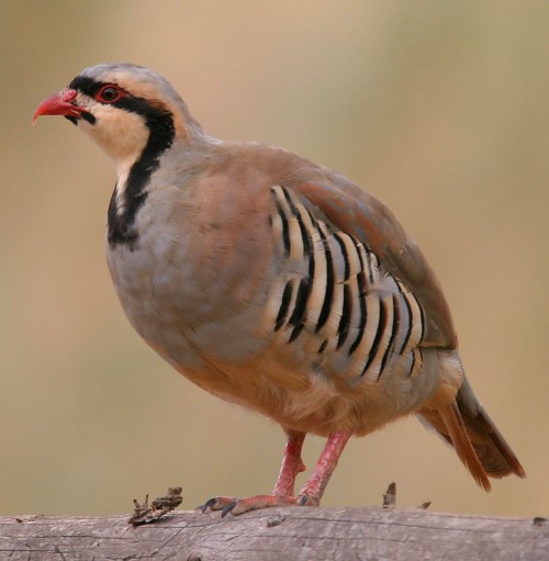 listen to Chukar