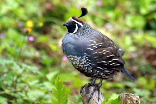 listen to California Quail