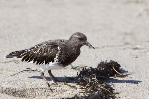 listen to Black Turnstone