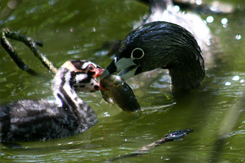 listen to Pied-billed Grebe;Marsh Wren,  and American Coot