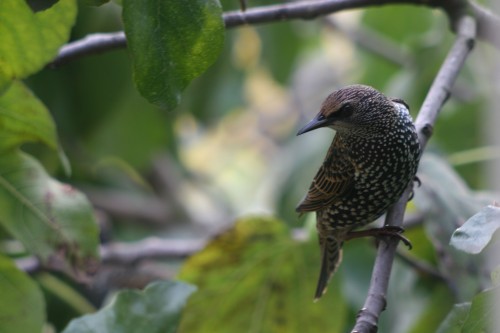 listen to Common (European) Starling