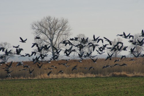 listen to Duck hunting