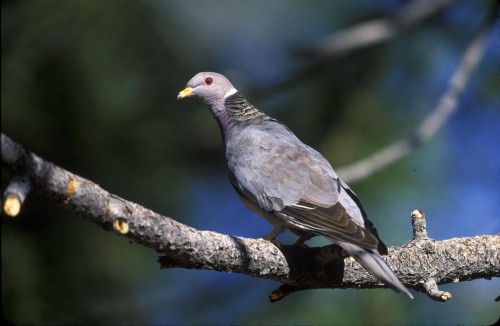 listen to Band-tailed Pigeon