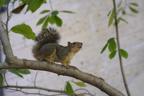 listen to Western Gray Squirrel, male