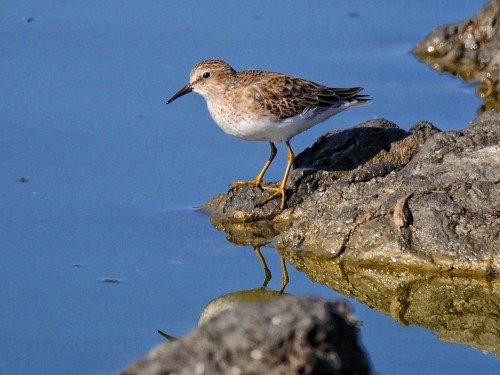 listen to Least Sandpiper