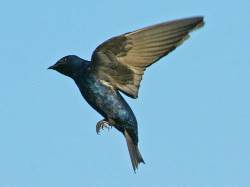listen to Purple Martin west