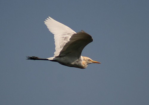 listen to Cattle Egret