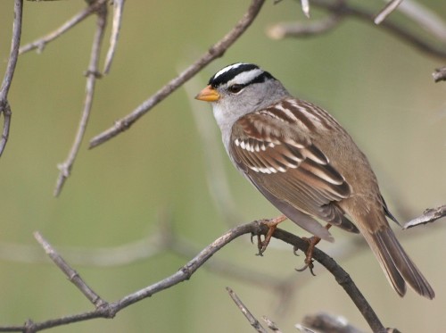 listen to White-crowned Sparrow, Wind Cave National Park